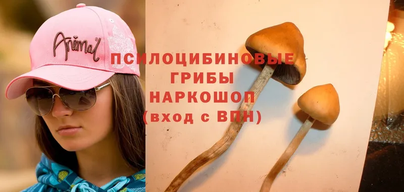 Галлюциногенные грибы Psilocybe  как найти закладки  Глазов 